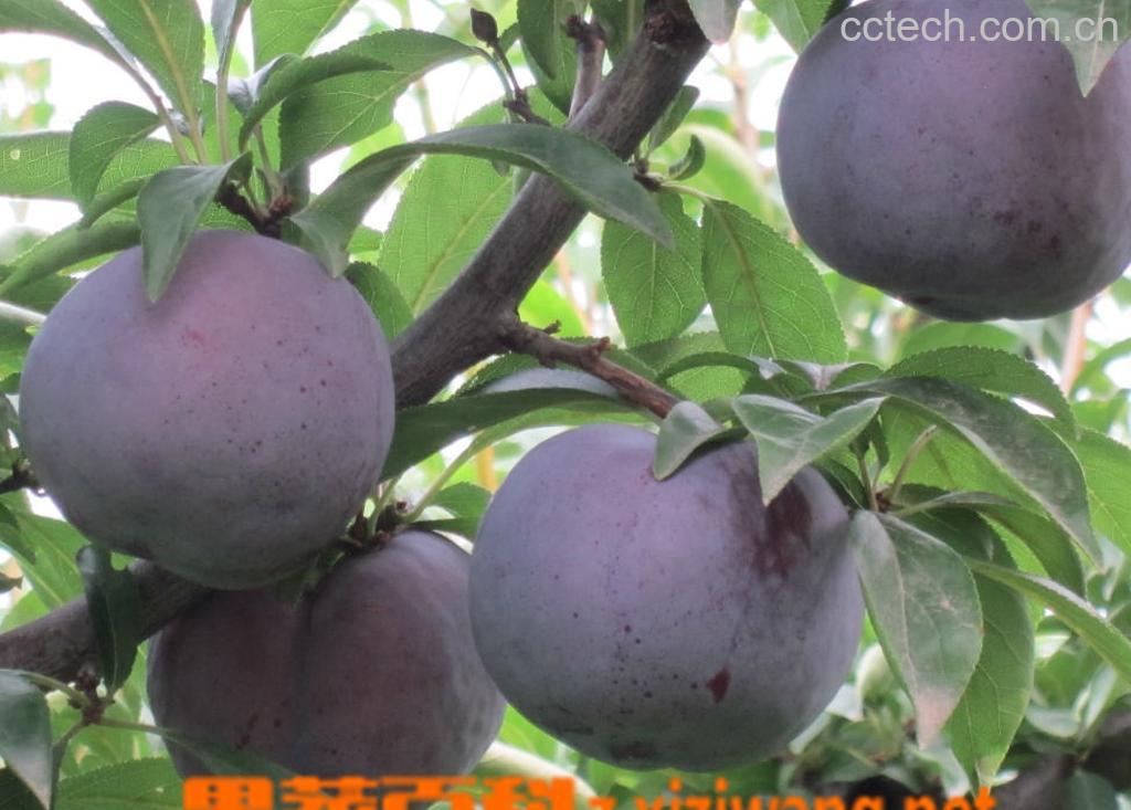 果蔬百科黑李子-0