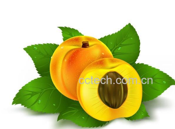 果蔬百科黄桃-0