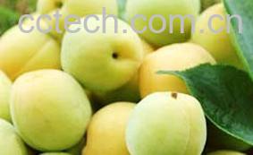 果蔬百科黄桃1-0