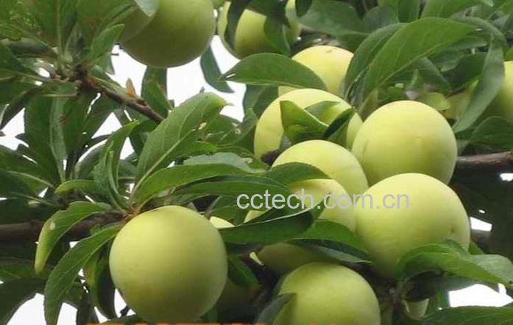 果蔬百科李子-0