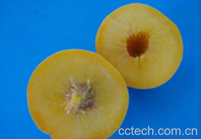 果蔬百科黄肉桃-0