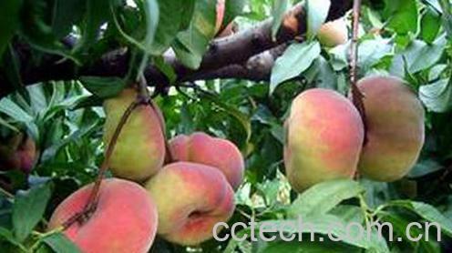 果蔬百科蟠桃-0