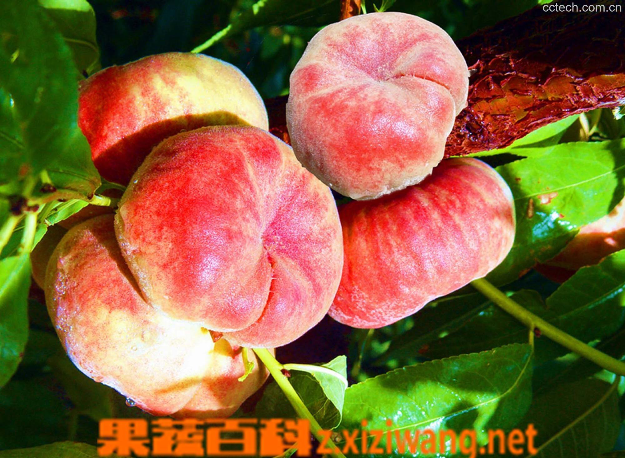 果蔬百科蟠桃-0