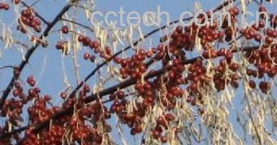 果蔬百科沙枣-0