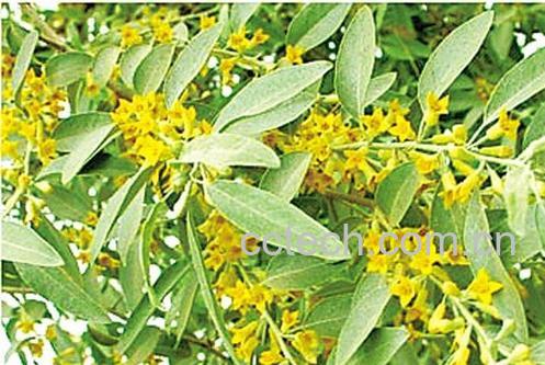 果蔬百科沙枣花-0