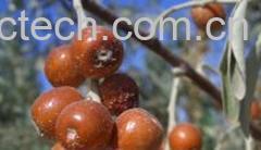果蔬百科沙枣-0