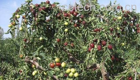 果蔬百科沙枣-0