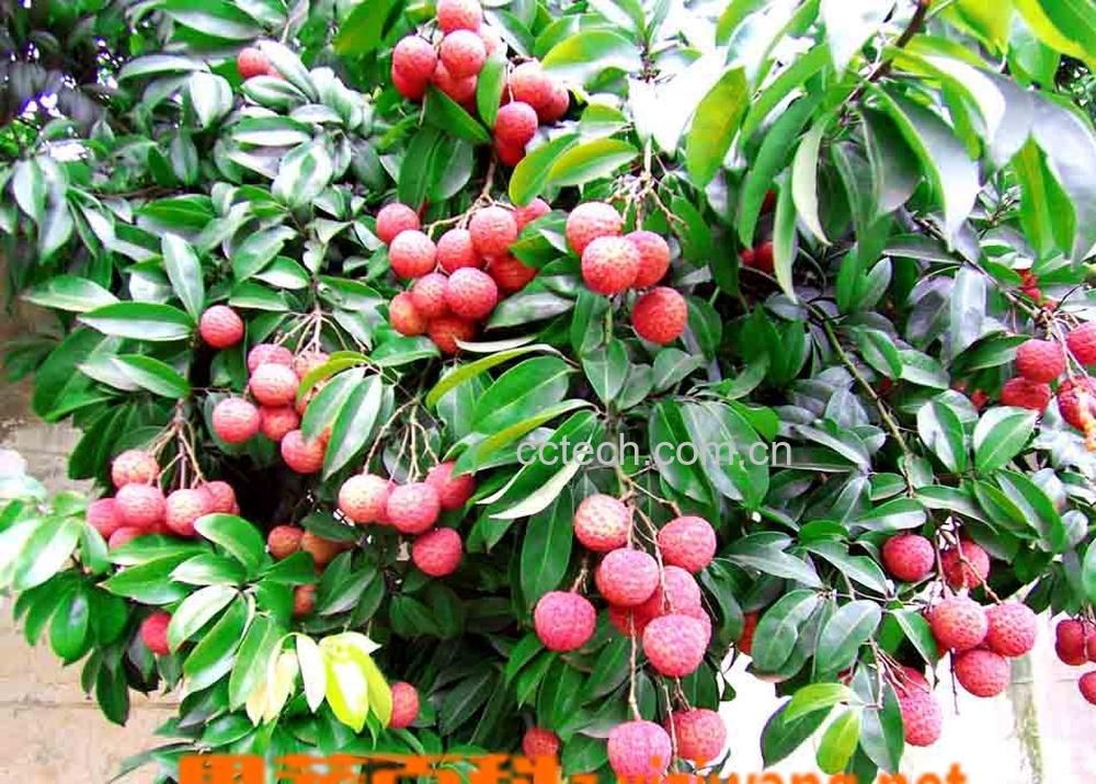 果蔬百科荔枝-0