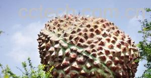 果蔬百科荔枝-0