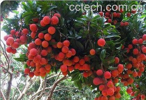 果蔬百科荔枝-0