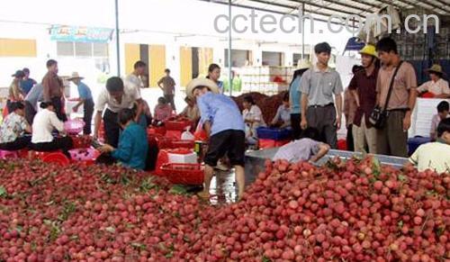 果蔬百科荔枝-0