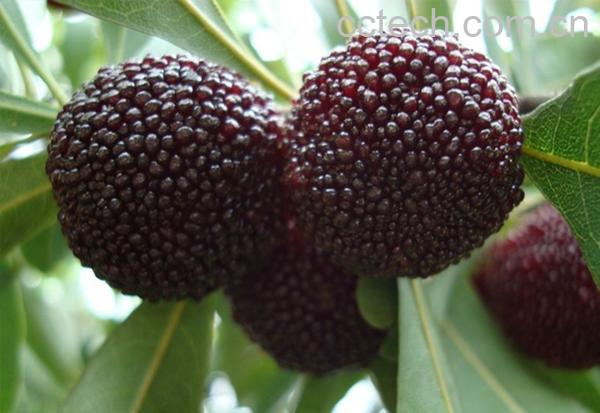 果蔬百科杨梅-0