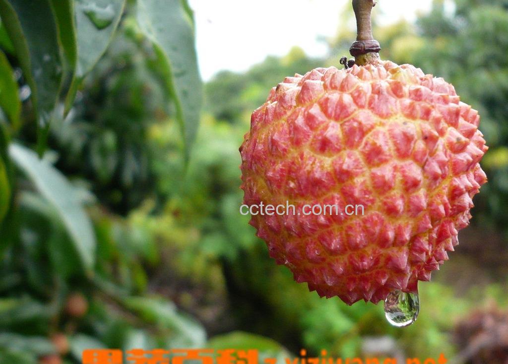 果蔬百科荔枝-0