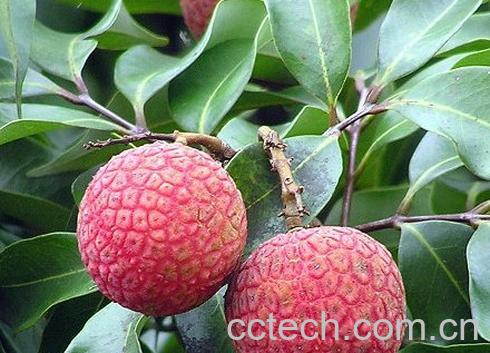 果蔬百科荔枝-0