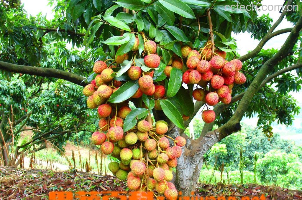 果蔬百科荔枝-0