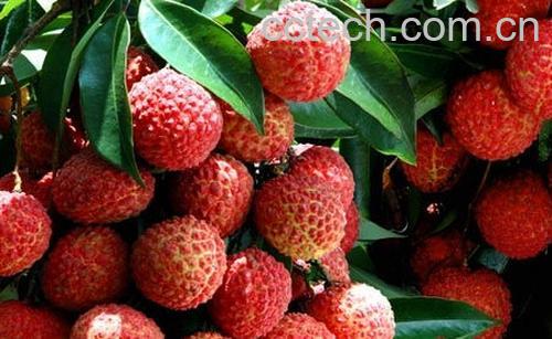 果蔬百科荔枝-0