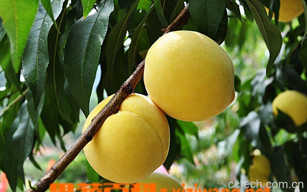 果蔬百科黄桃-0