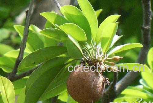 果蔬百科人心果-0