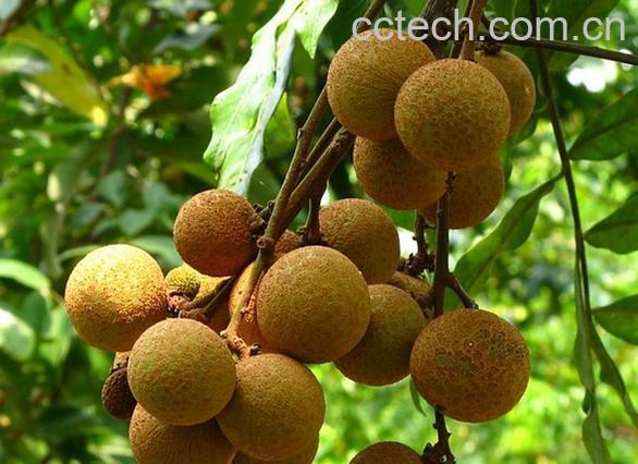 果蔬百科龙眼-0