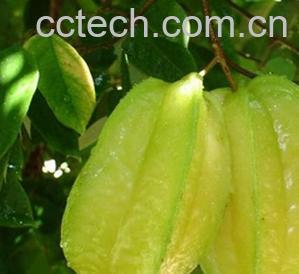 果蔬百科杨桃-0