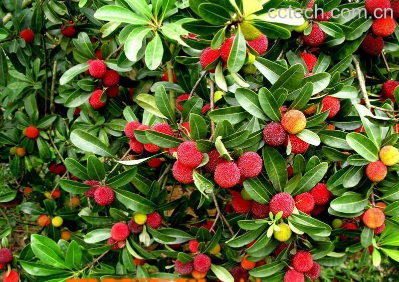 果蔬百科杨梅-0