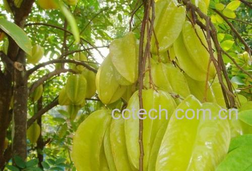 果蔬百科杨桃-0