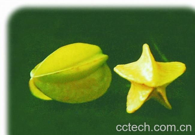 果蔬百科杨桃-0