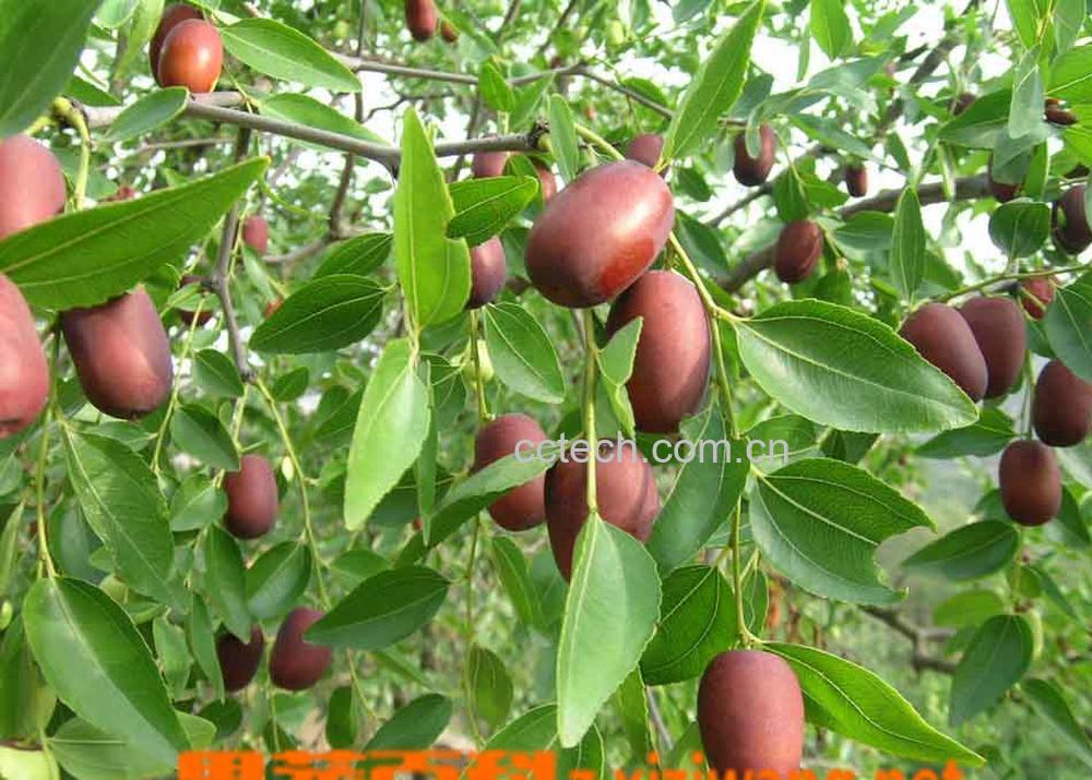 果蔬百科红枣-0