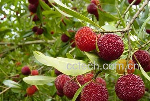 果蔬百科杨梅-0