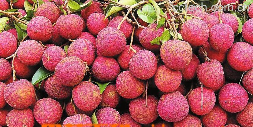 果蔬百科荔枝-0