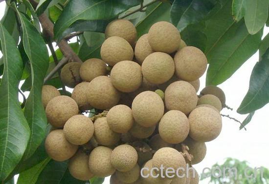 果蔬百科桂圆-0