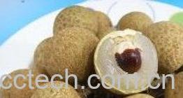 果蔬百科桂圆-0