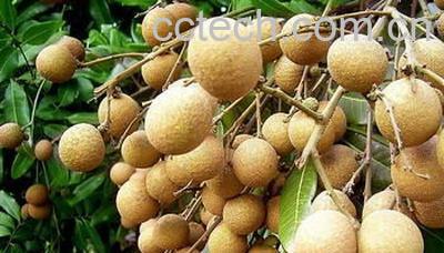 果蔬百科桂圆-0