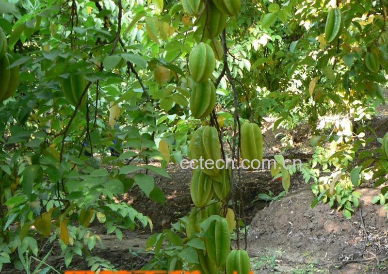 果蔬百科杨桃-0