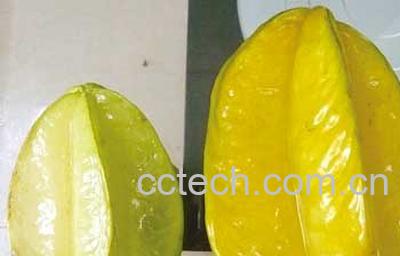 果蔬百科杨桃-0