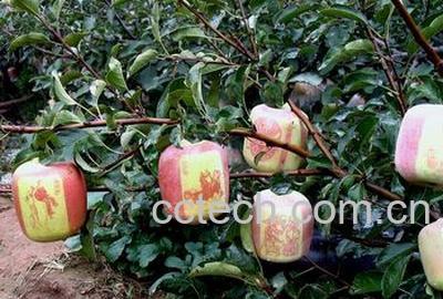 果蔬百科苹果-0