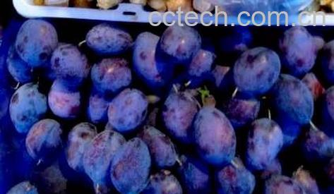 果蔬百科乌梅-0