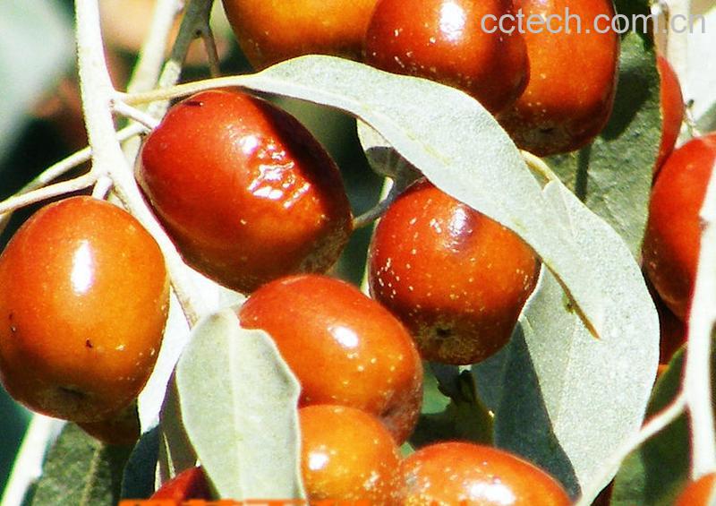 果蔬百科沙枣-0