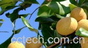 果蔬百科龙眼-0