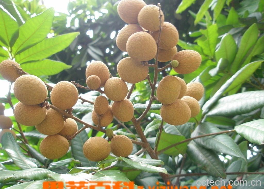 果蔬百科龙眼-0