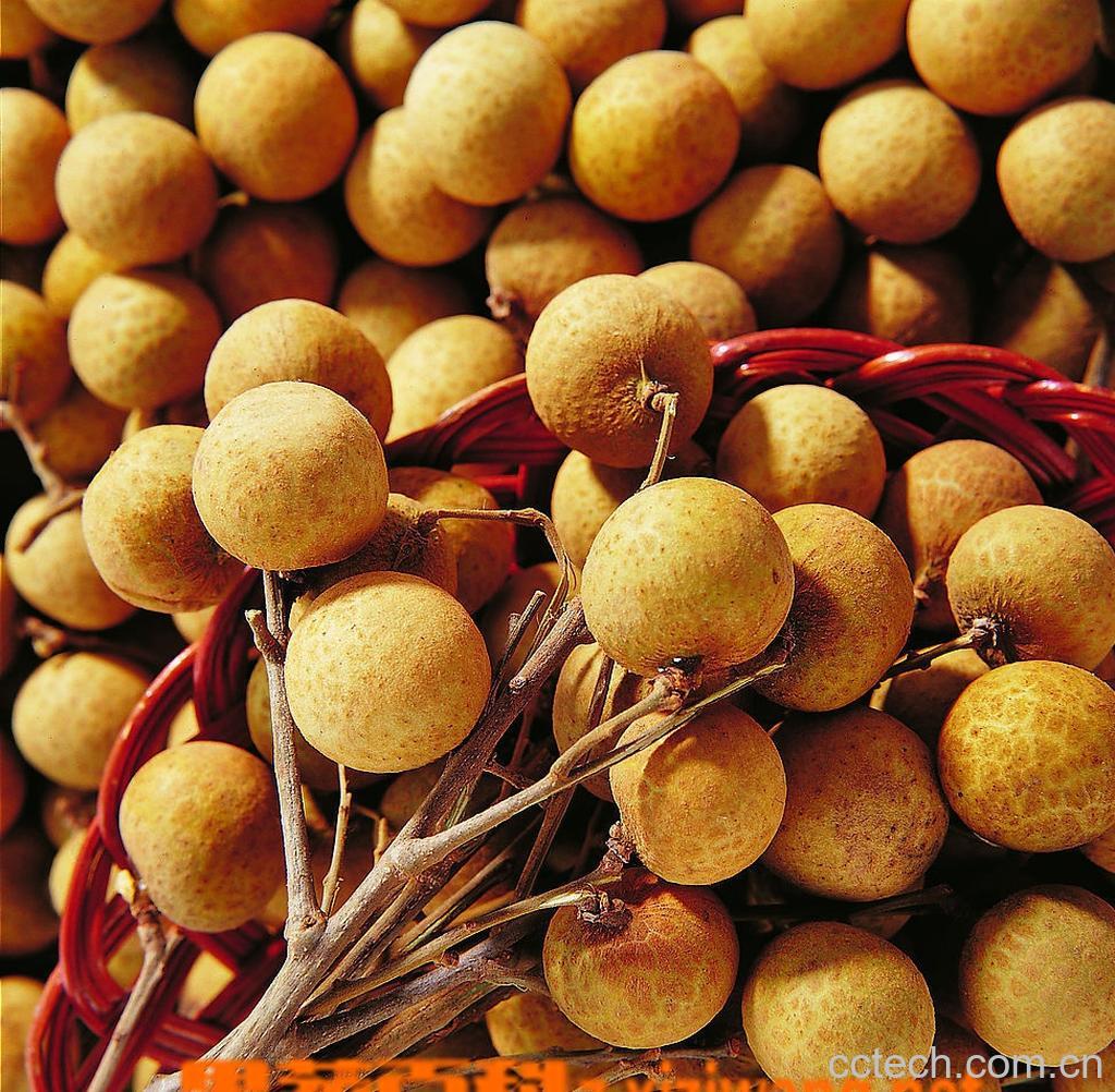 果蔬百科龙眼-0