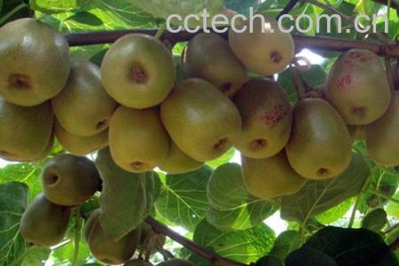 果蔬百科猕猴桃-0