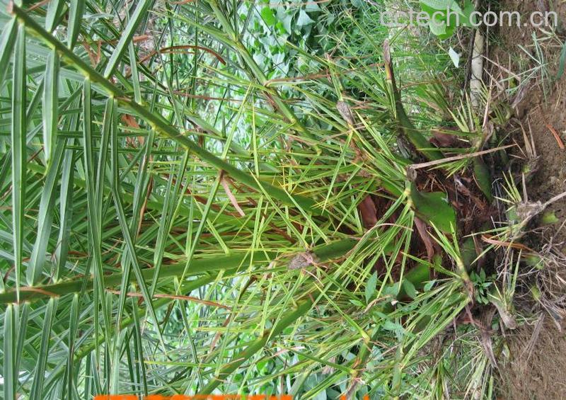 果蔬百科海枣-0