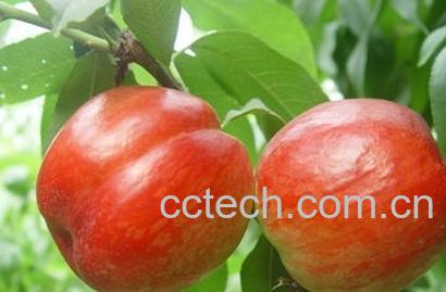 果蔬百科油桃-0