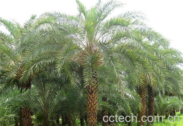 果蔬百科海枣-0