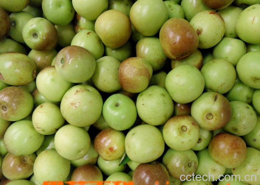 果蔬百科冬枣-0