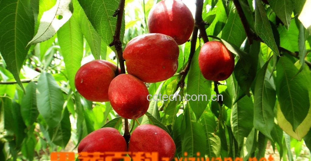 果蔬百科油桃-0