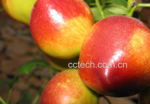 果蔬百科油桃-0