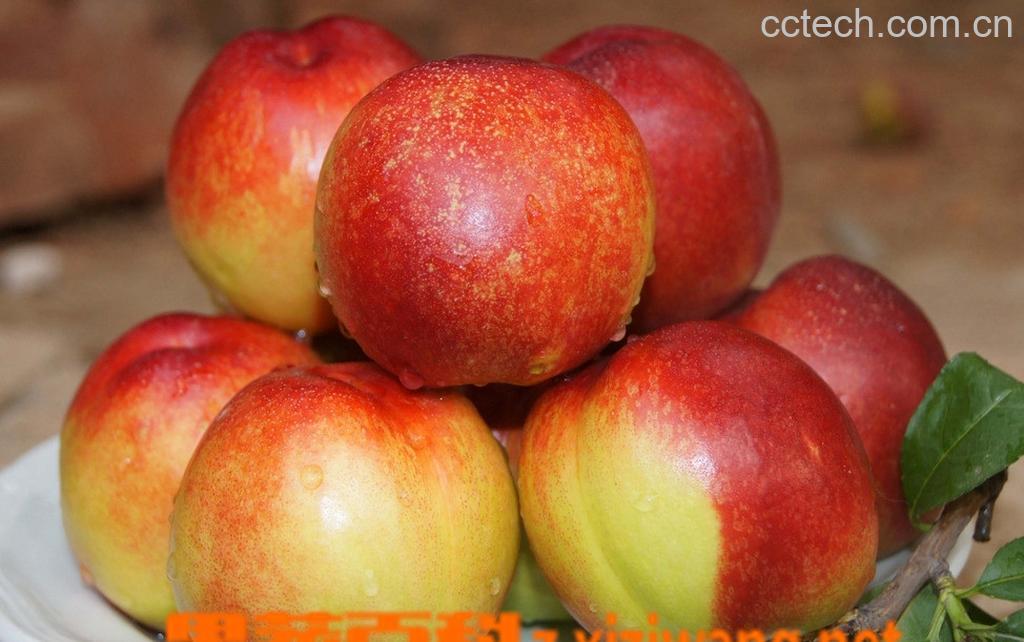 果蔬百科油桃-0