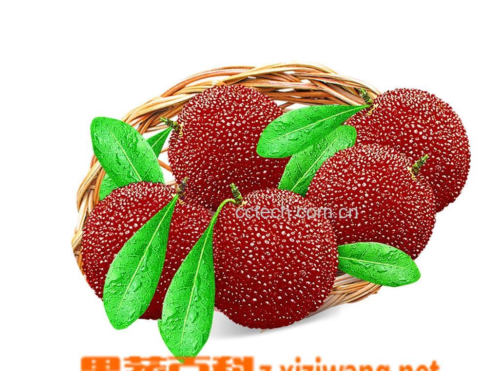 果蔬百科杨梅-0